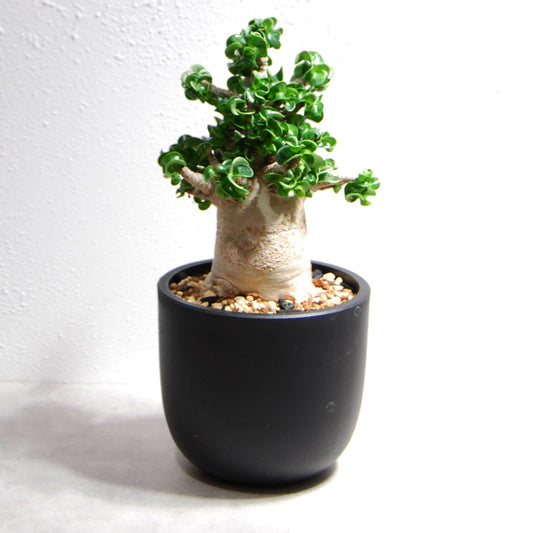 アデニウム アラビカム 獅子葉タイプ（Dorset Horn Adenium【D.H.A】）069
