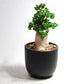 アデニウム アラビカム 獅子葉タイプ（Dorset Horn Adenium【D.H.A】）069