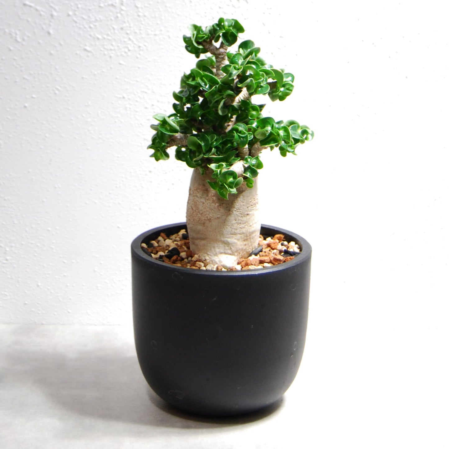 アデニウム アラビカム 獅子葉タイプ（Dorset Horn Adenium【D.H.A】）069