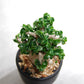 アデニウム アラビカム 獅子葉タイプ（Dorset Horn Adenium【D.H.A】）069