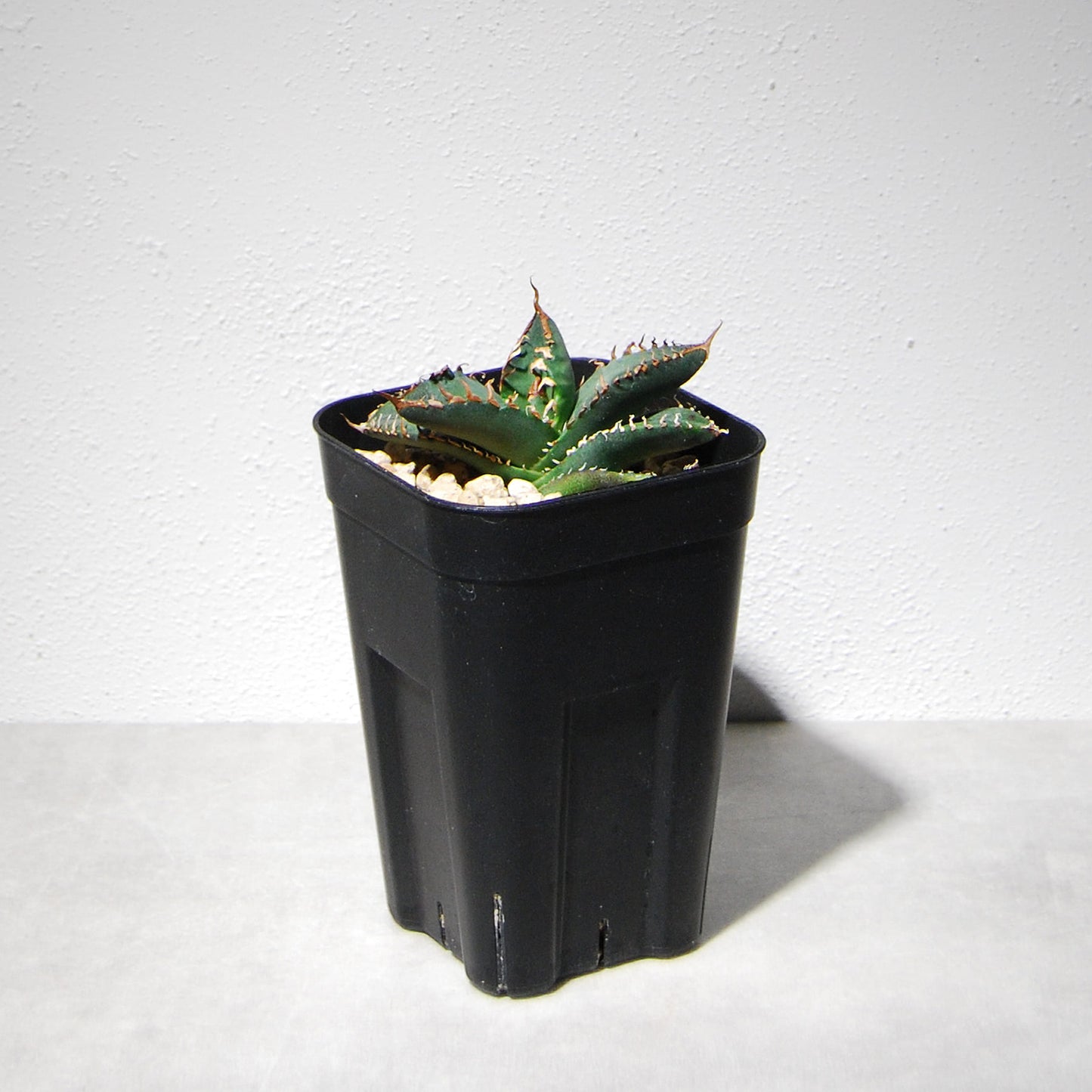 アガベ チタノタ 悪魔（スーパーチタノタ）203