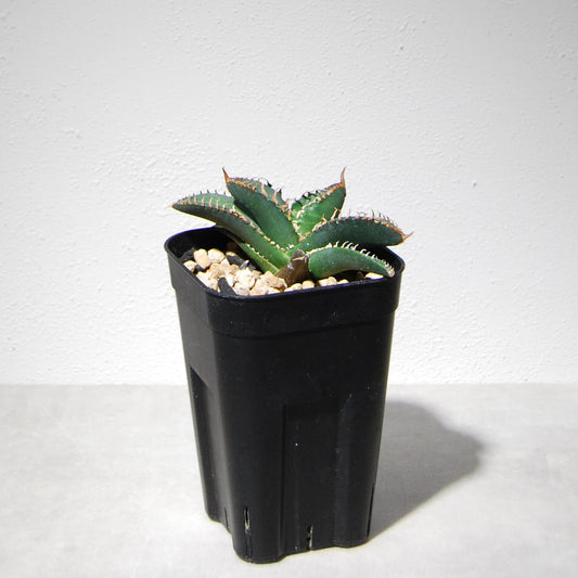 アガベ チタノタ 悪魔（スーパーチタノタ）204