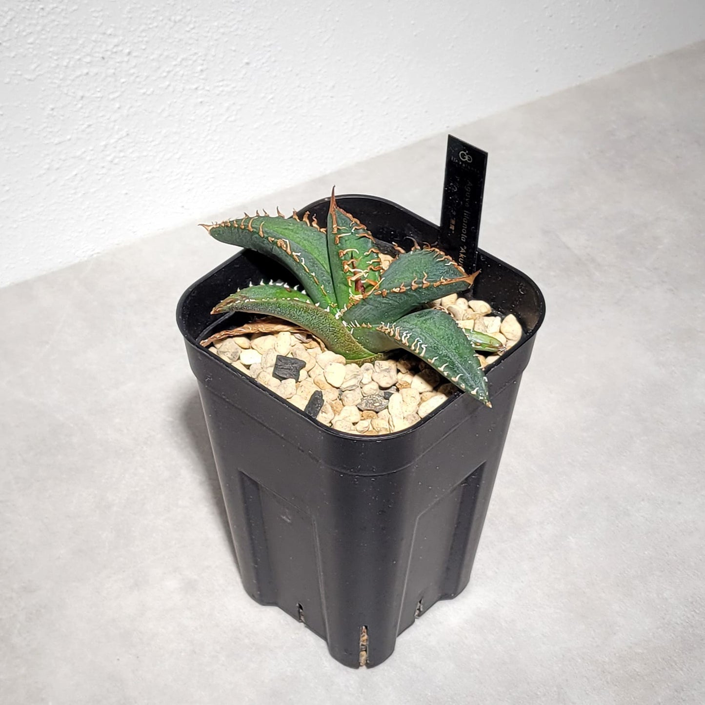 アガベ チタノタ 悪魔（スーパーチタノタ）204