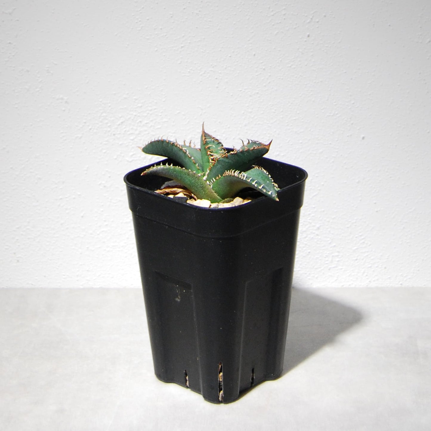 アガベ チタノタ 悪魔（スーパーチタノタ）205