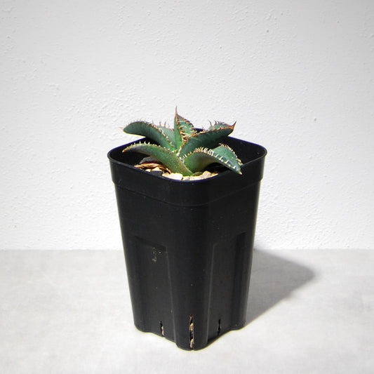 アガベ チタノタ 悪魔（スーパーチタノタ）205