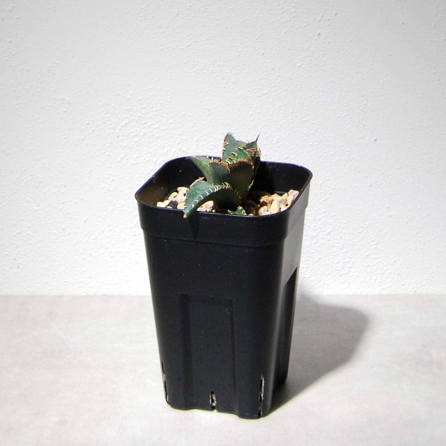 アガベ チタノタ 悪魔（スーパーチタノタ）205