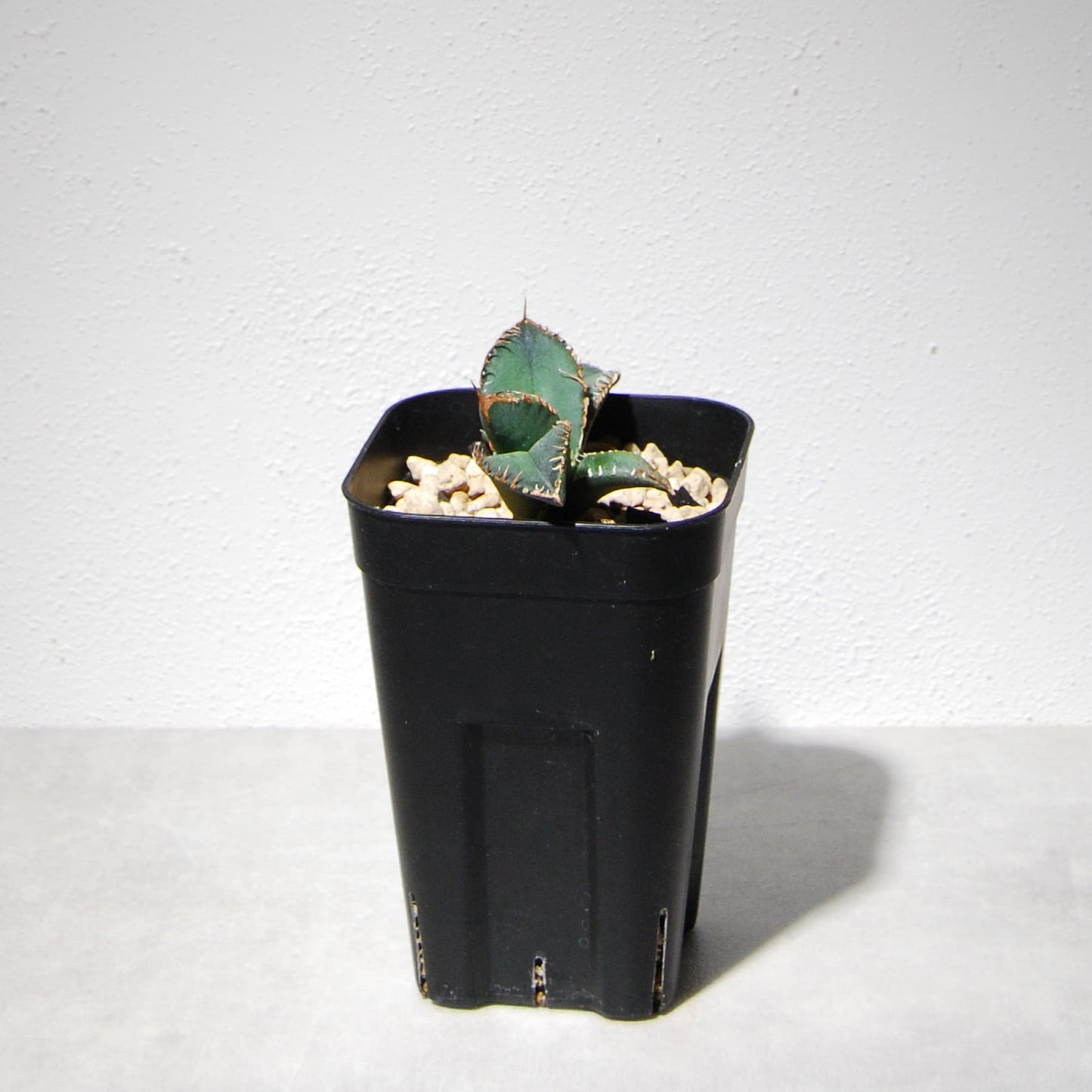 アガベ チタノタ 悪魔（スーパーチタノタ）205