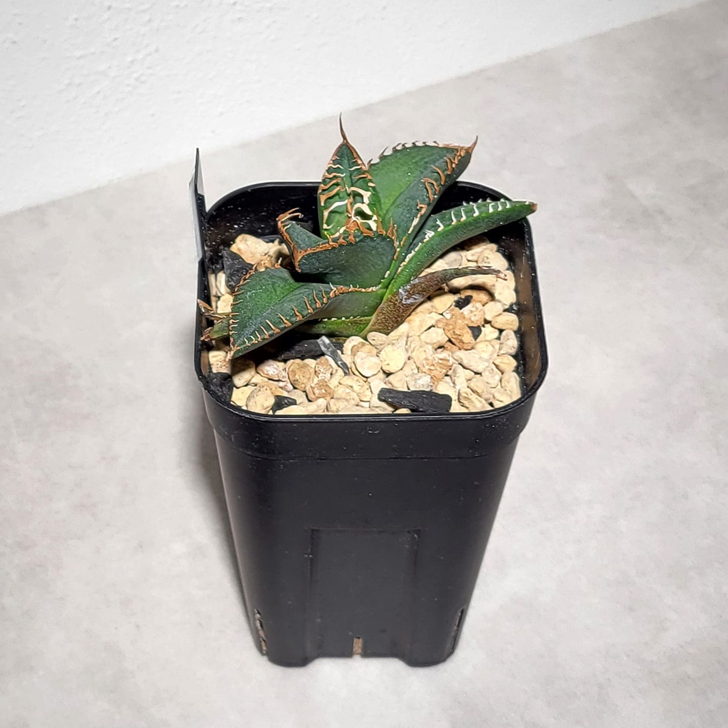 アガベ チタノタ 悪魔（スーパーチタノタ）205