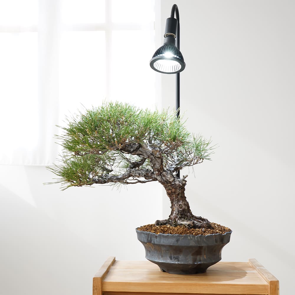 NEO AMATERAS LED 20W（ネオ アマテラスLED 20W）植物育成ライト – linkplants -リンクプランツ-