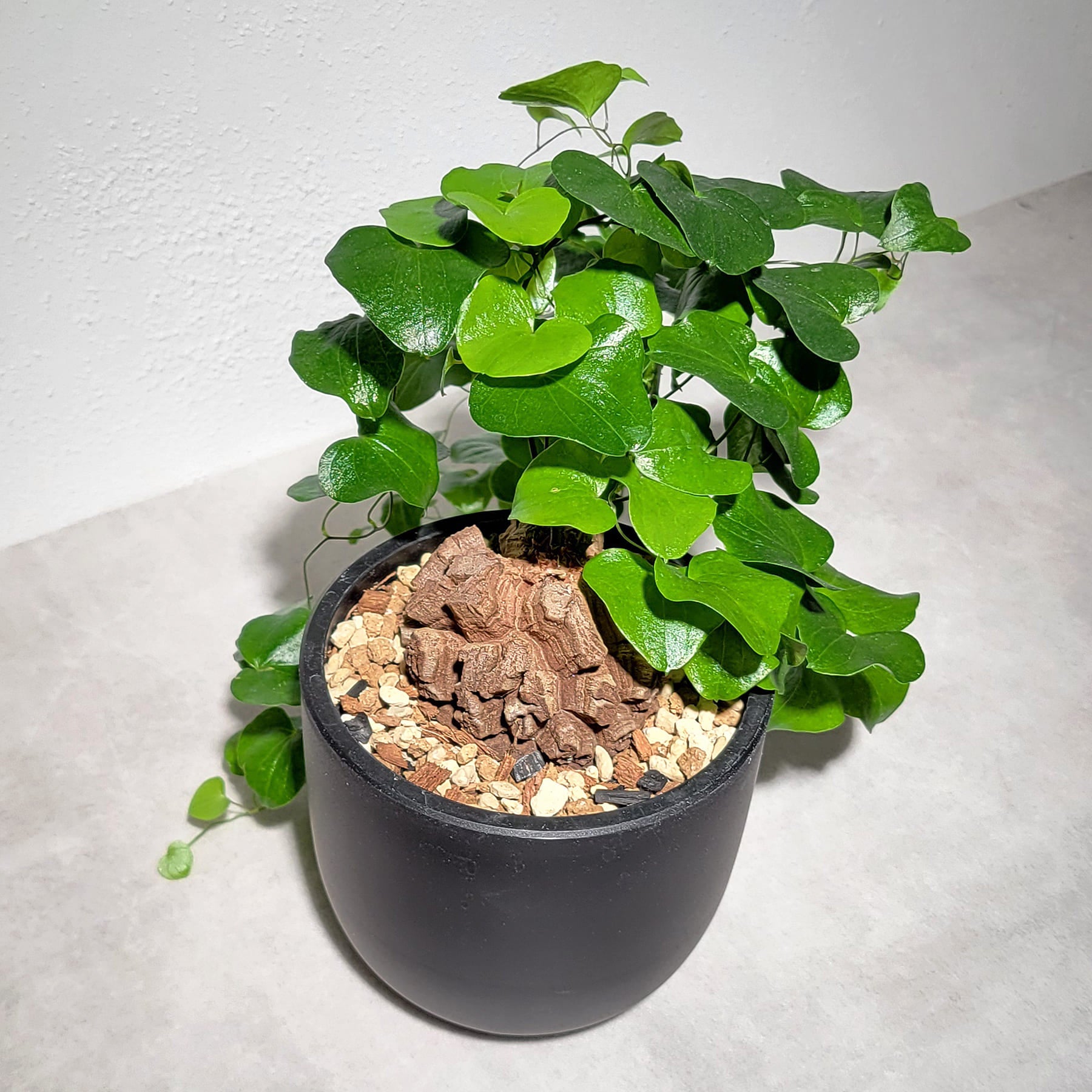 植物 – linkplants -リンクプランツ-