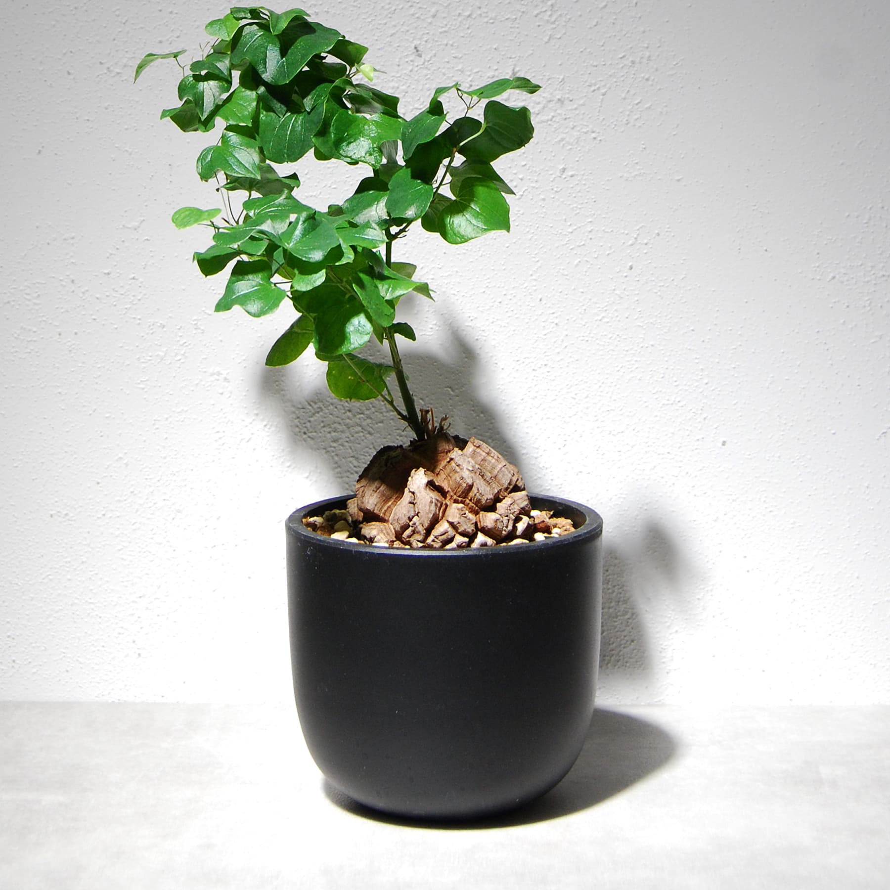 亀甲竜（ディオスコレア・エレファンティペス）202 – linkplants