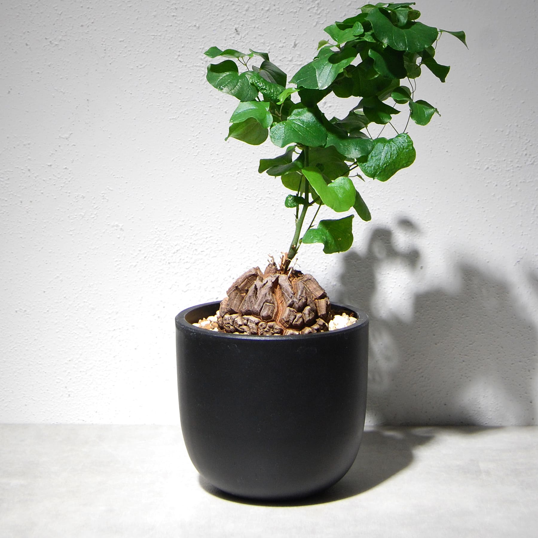 植物 – linkplants -リンクプランツ-