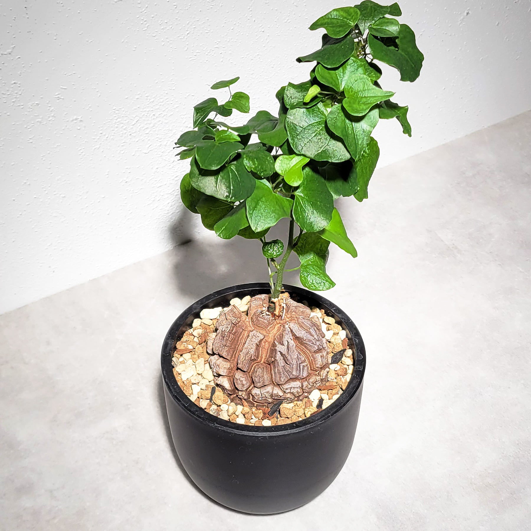 亀甲竜（ディオスコレア・エレファンティペス）202 – linkplants