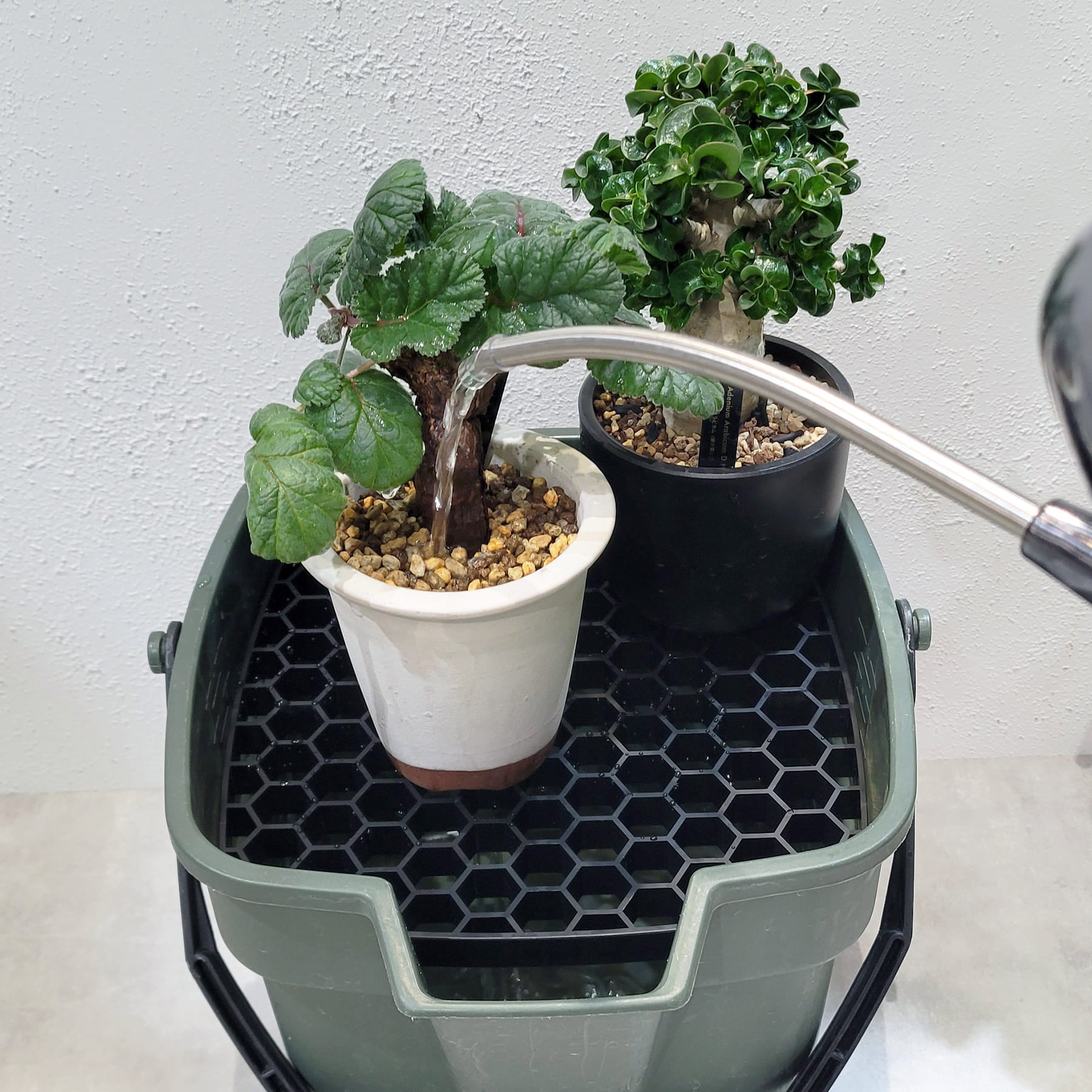 ドレイニングトレイ 大和プラスチック – linkplants -リンクプランツ-