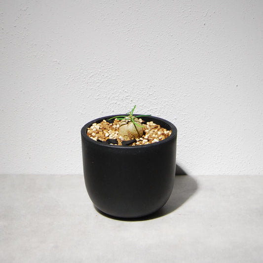 ユーフォルビア ヘディオトイデス（挿し木）001