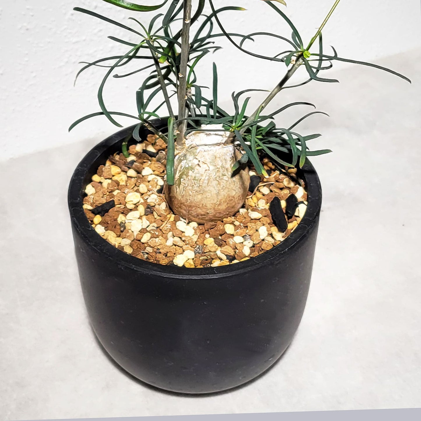 ユーフォルビア ヘディオトイデス（根挿し）002