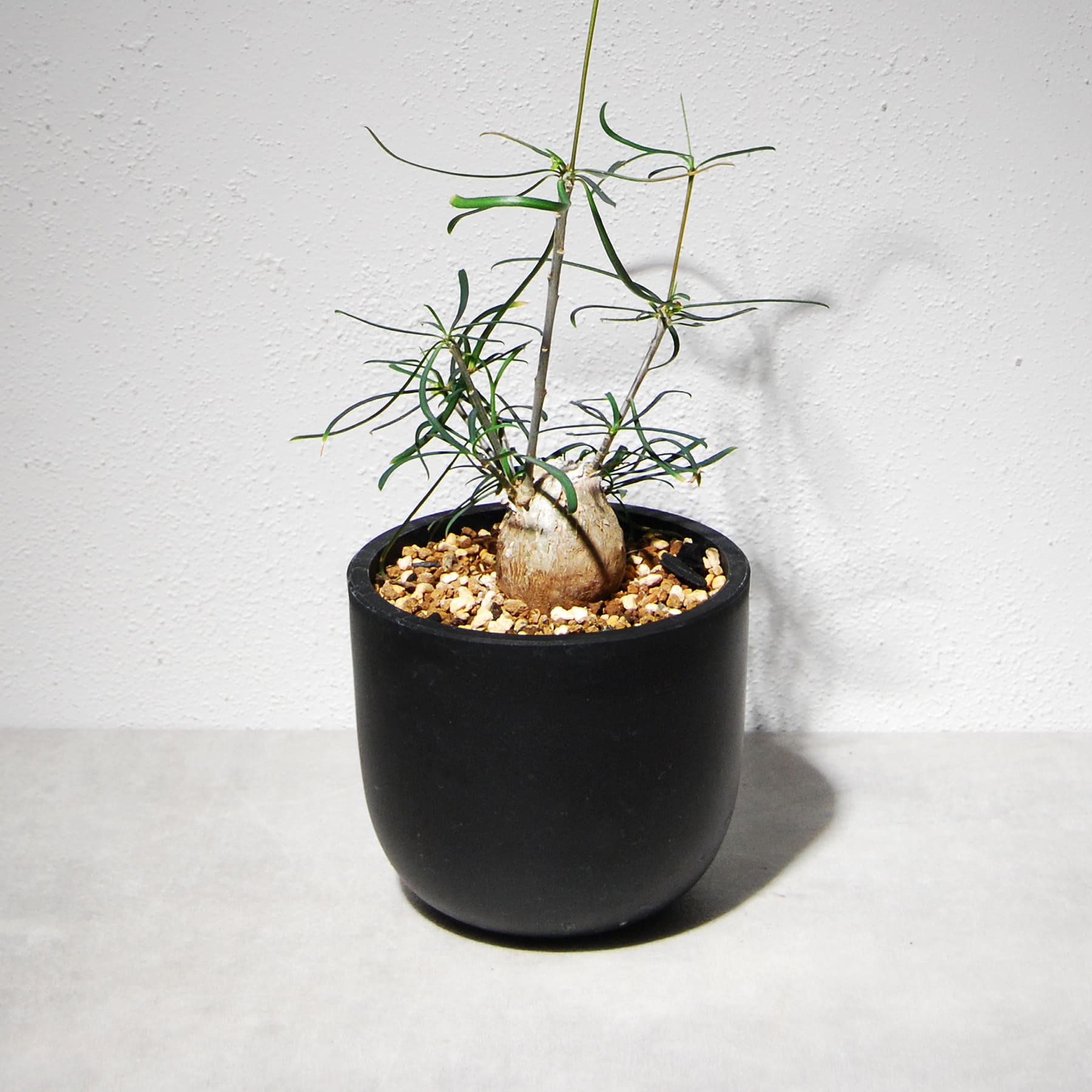リンクプランツ｜小型観葉植物と植木鉢のセレクトショップ