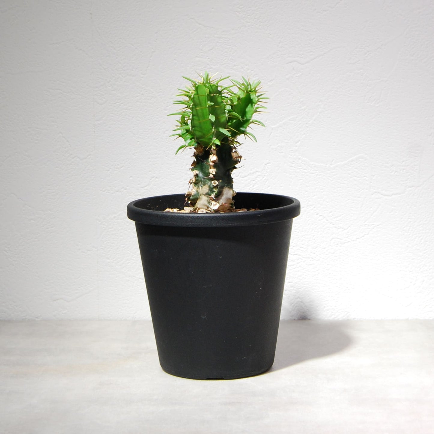 ユーフォルビア ムランジーナ（実生株）002