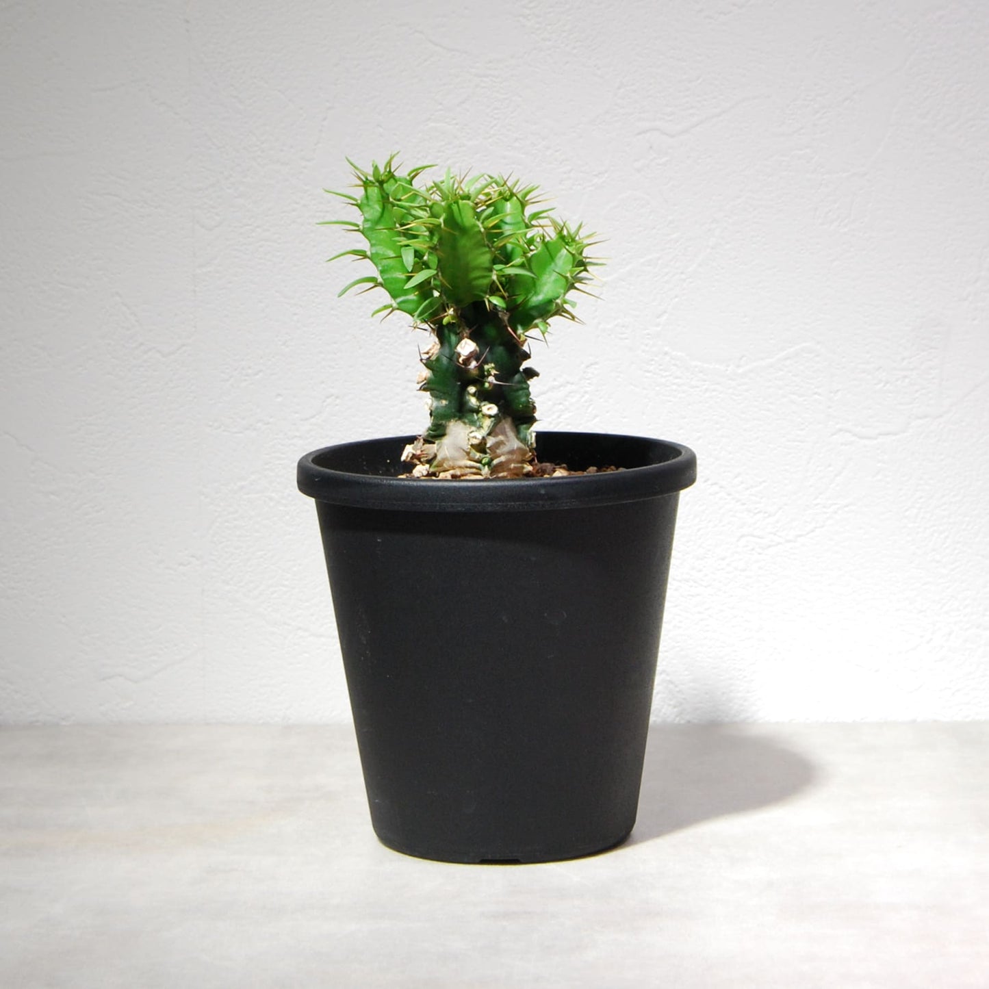 ユーフォルビア ムランジーナ（実生株）002