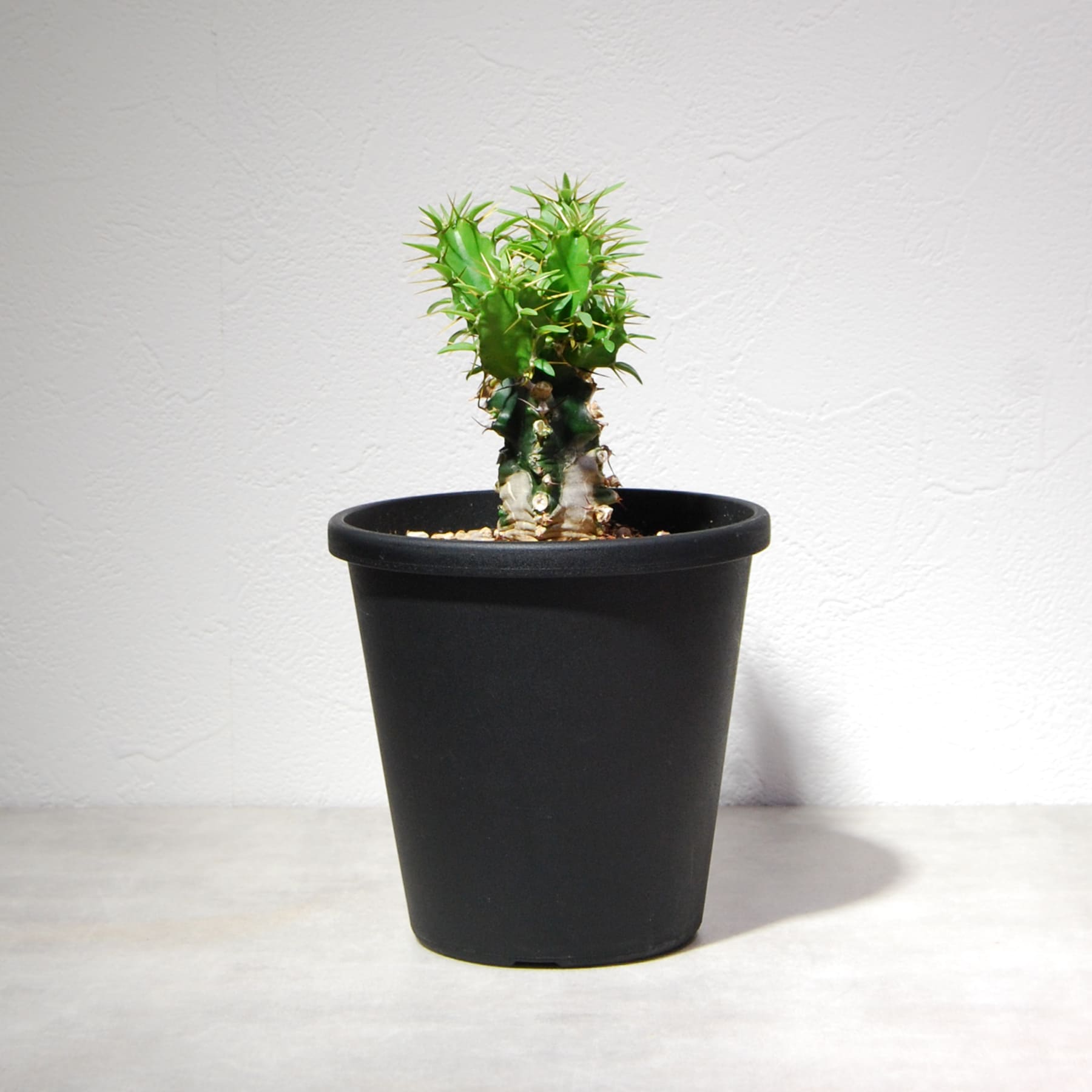 【塊根植物】ユーフォルビア ムランジーナ （国内実生株） euphorbia-muranjina-002-