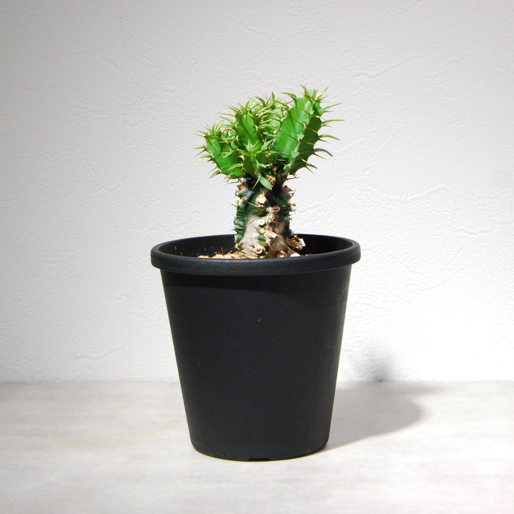 ユーフォルビア　ムランジーナ　2 ユーフォルビア ムランジーナ（実生株）002 – linkplants -リンクプランツ-