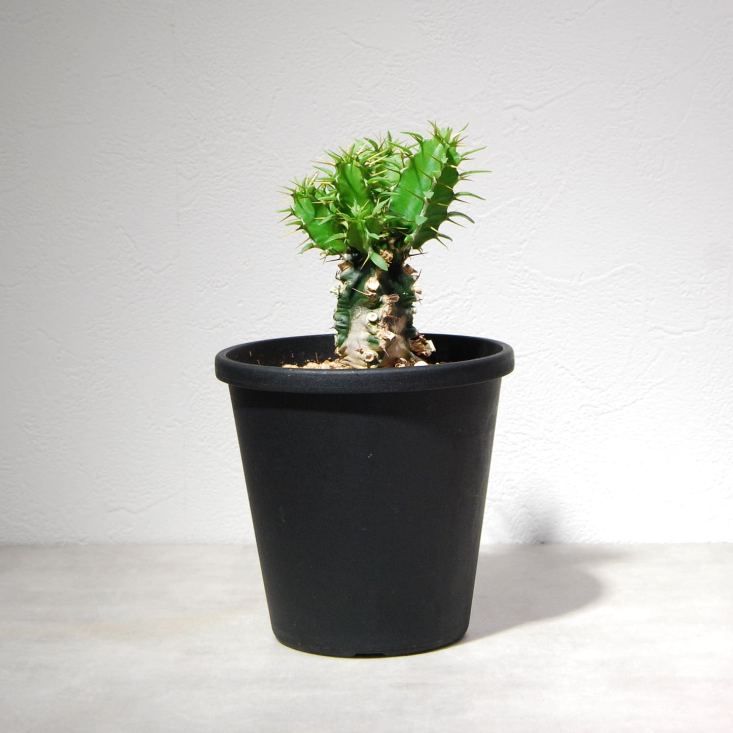 ユーフォルビア ムランジーナ（実生株）002