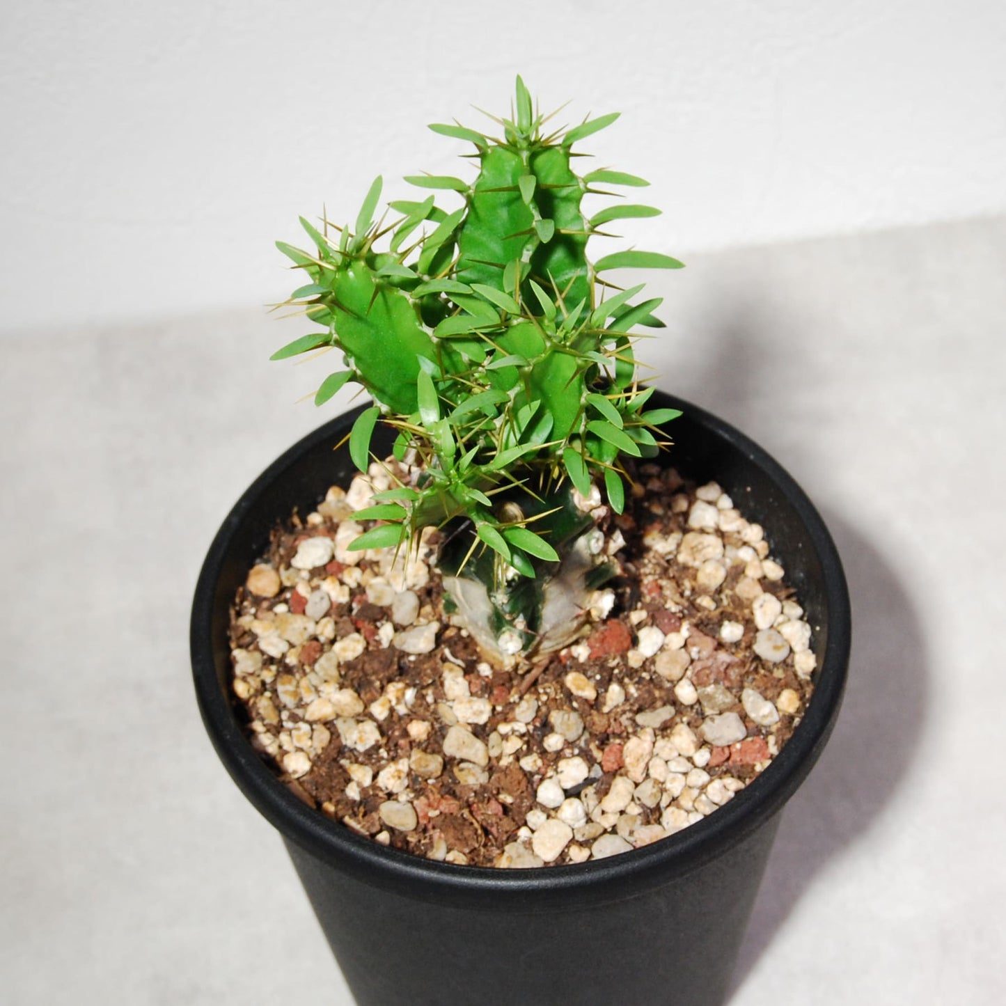 ユーフォルビア ムランジーナ（実生株）002