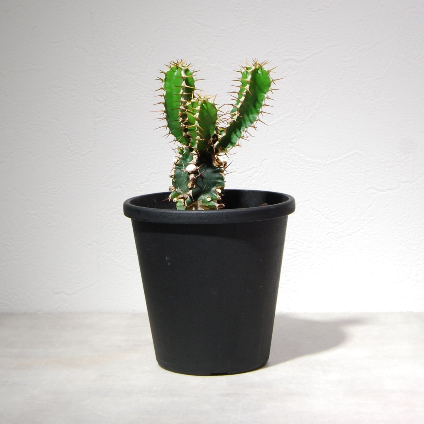 ユーフォルビア ムランジーナ（実生株）003