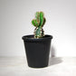 ユーフォルビア ムランジーナ（実生株）003