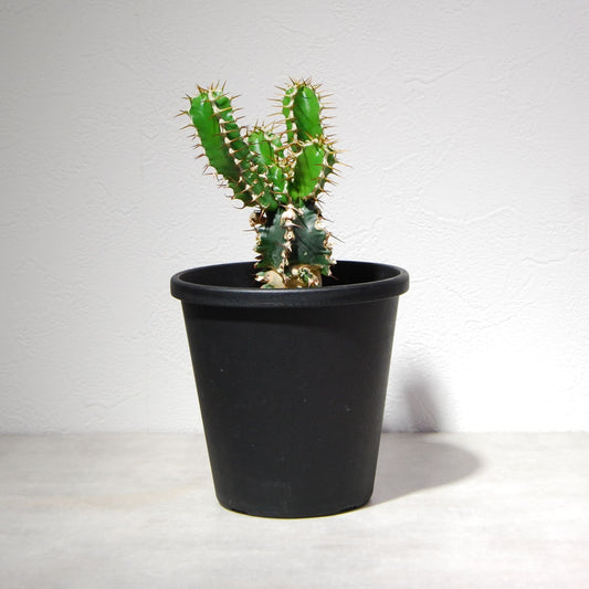 ユーフォルビア ムランジーナ（実生株）003