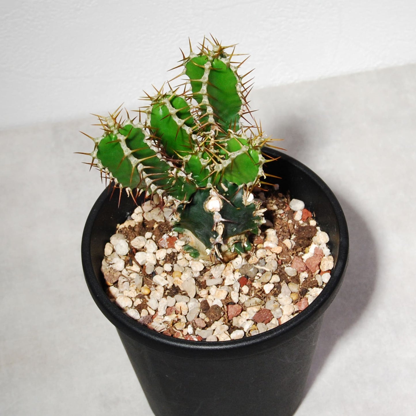 ユーフォルビア ムランジーナ（実生株）003