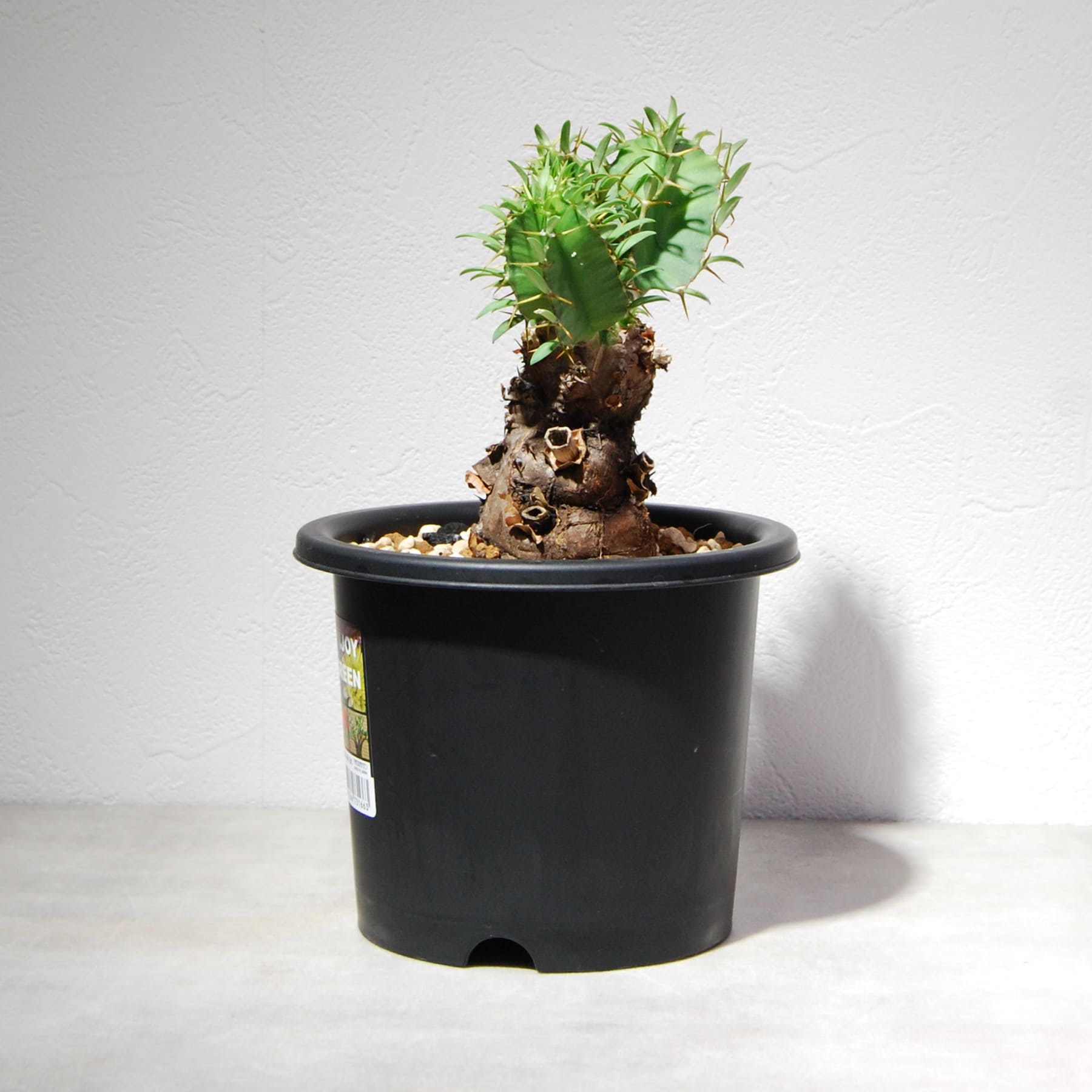 ユーフォルビア ムランジーナ 004 – linkplants -リンクプランツ-