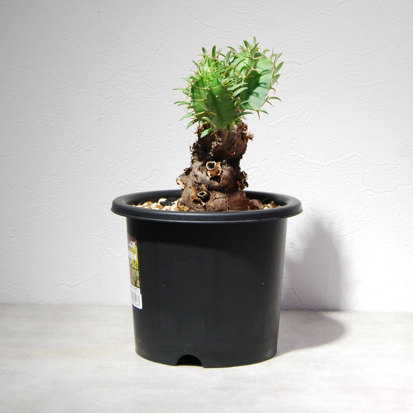 ユーフォルビア ムランジーナ 004