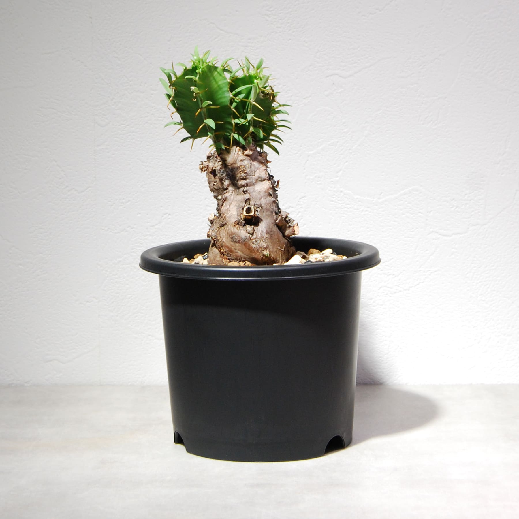 ぬ*ん様 ユーフォルビア　ムランジーナ　３ 園芸ネット本店｜ユーフォルビア：ムランジーナ 3.5号鉢植え の通販