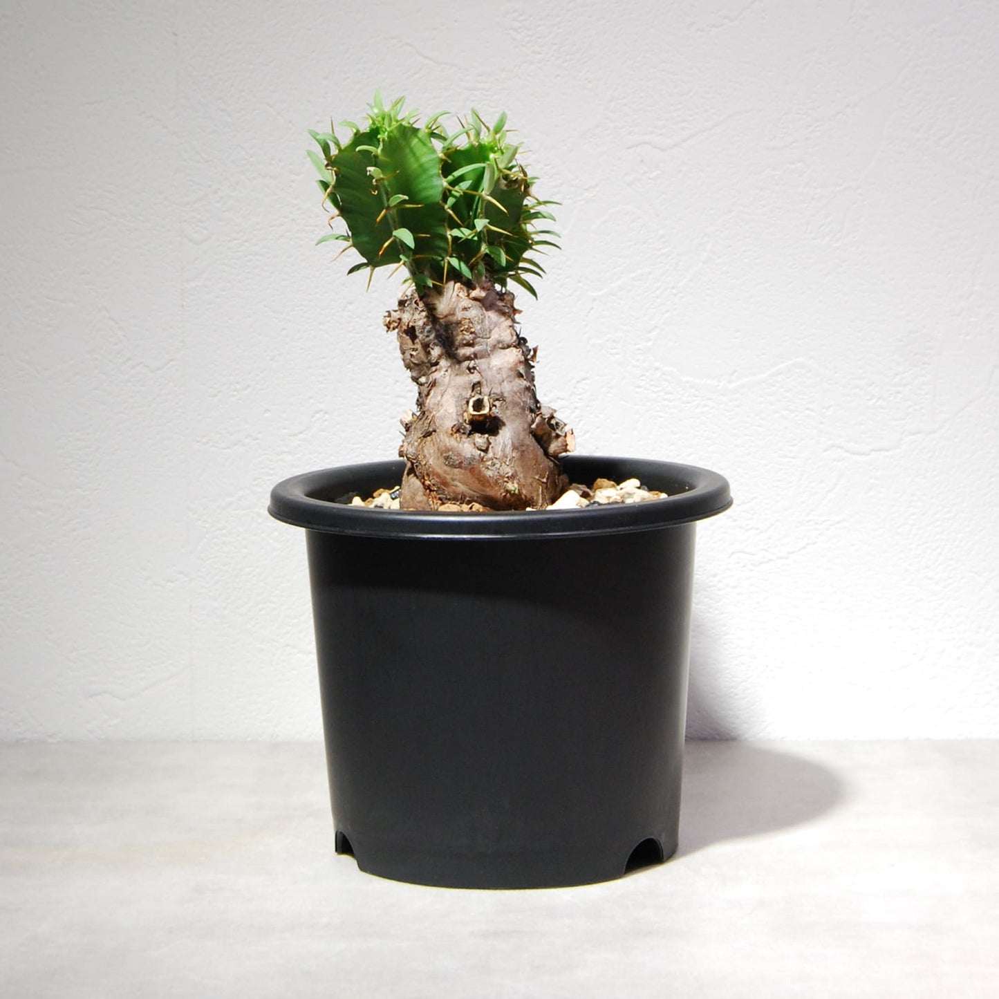 ユーフォルビア ムランジーナ 004