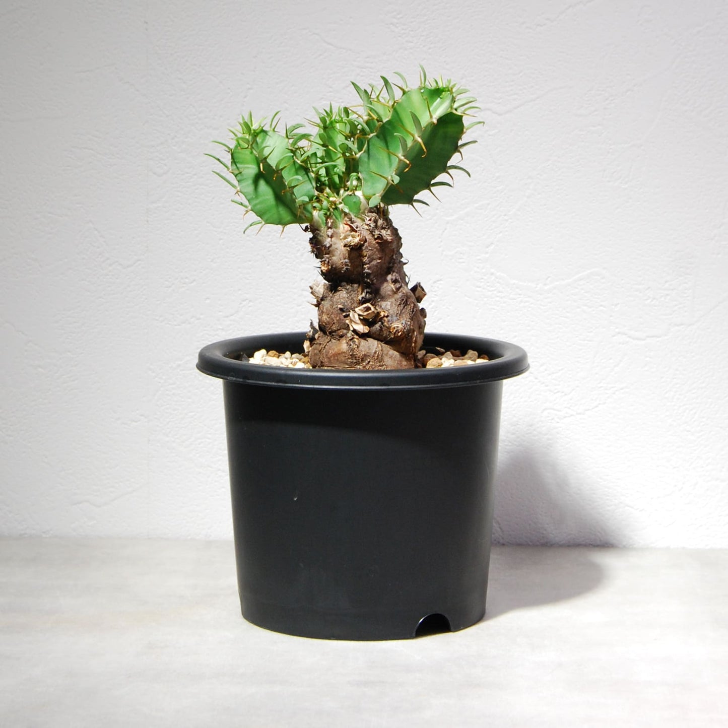 ユーフォルビア ムランジーナ 004