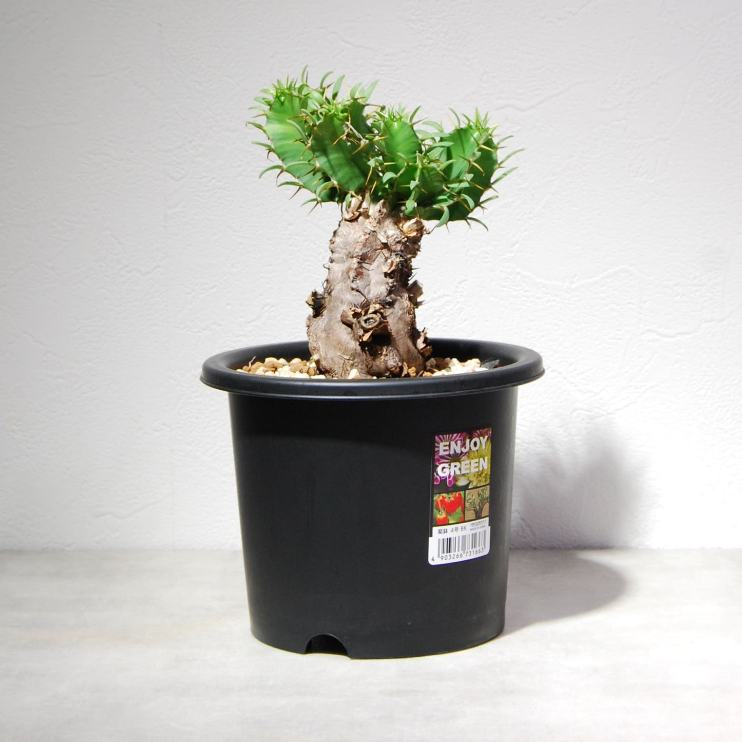 ユーフォルビア ムランジーナ 004