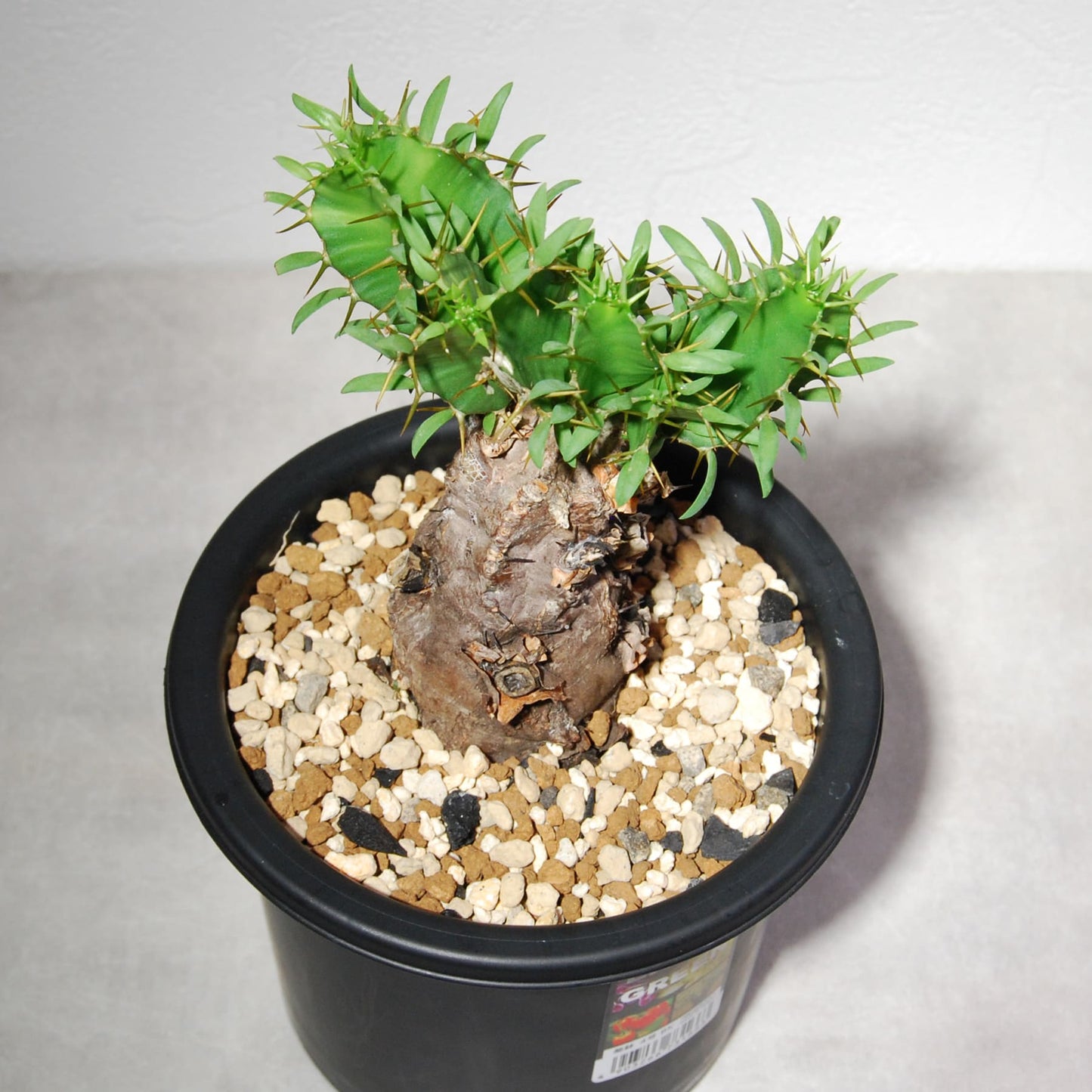 ユーフォルビア ムランジーナ 004