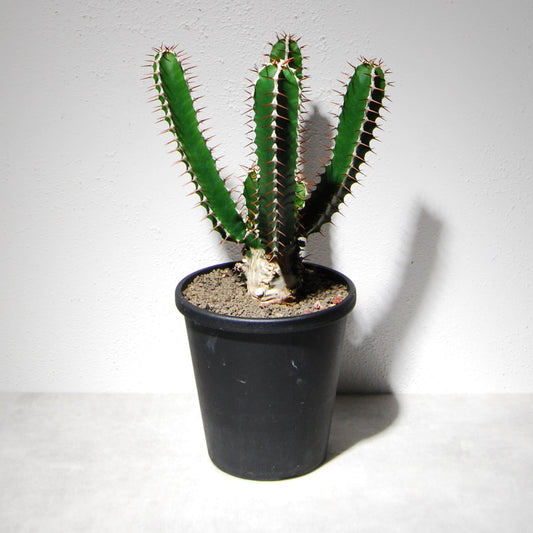 ユーフォルビア ムランジーナ（実生株）101