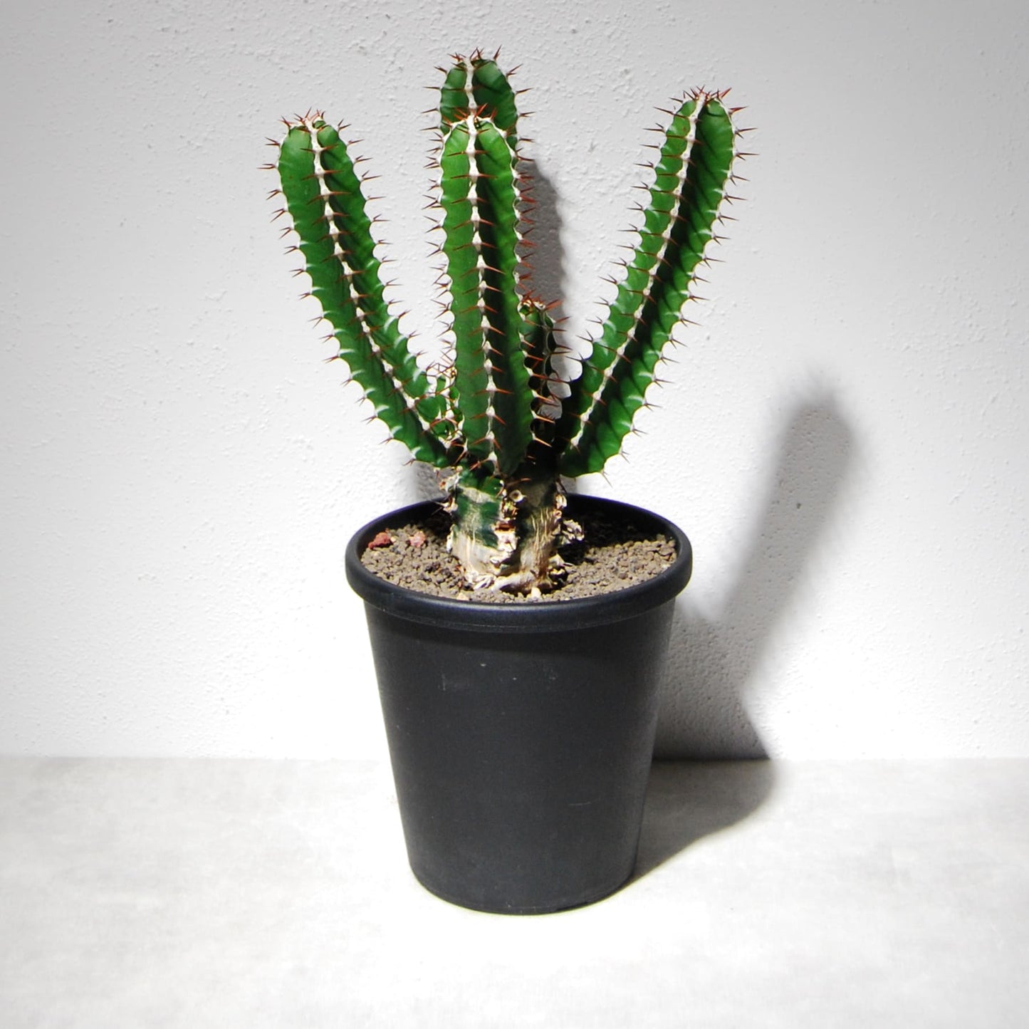 ユーフォルビア ムランジーナ（実生株）101