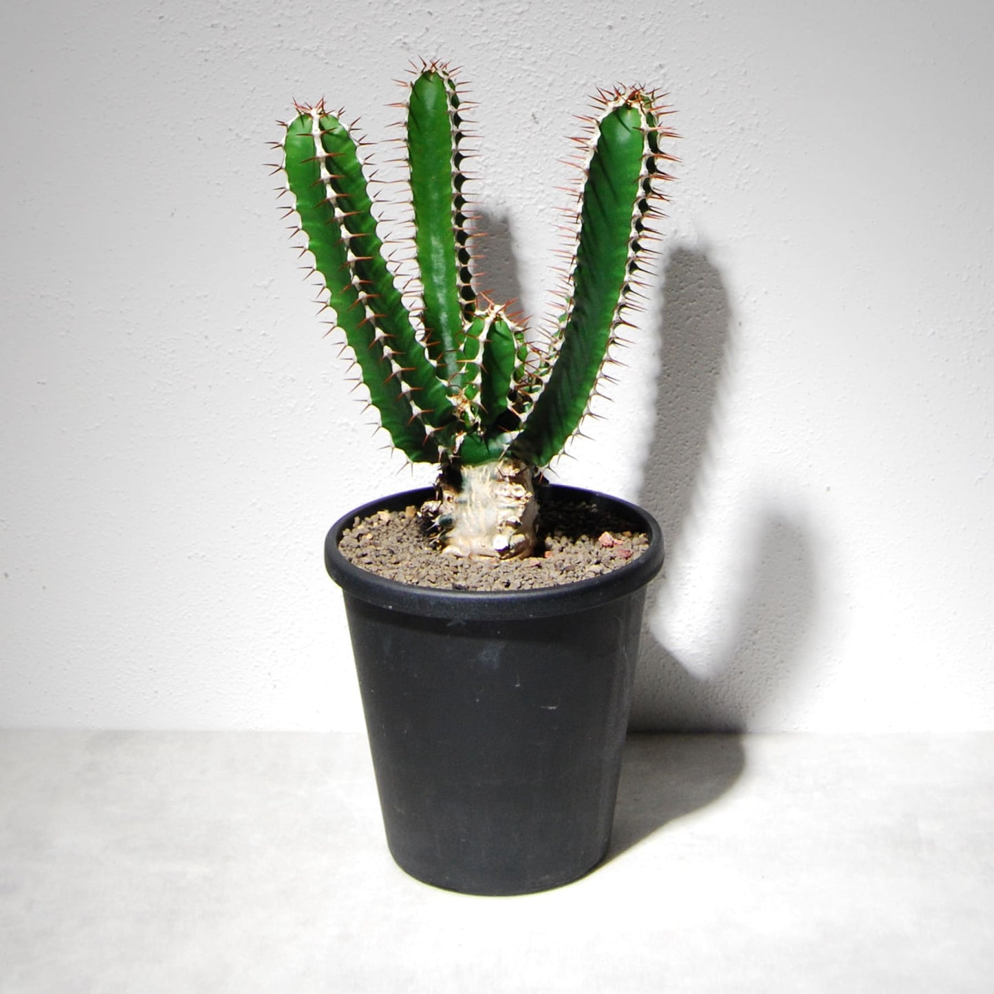 ユーフォルビア ムランジーナ（実生株）101