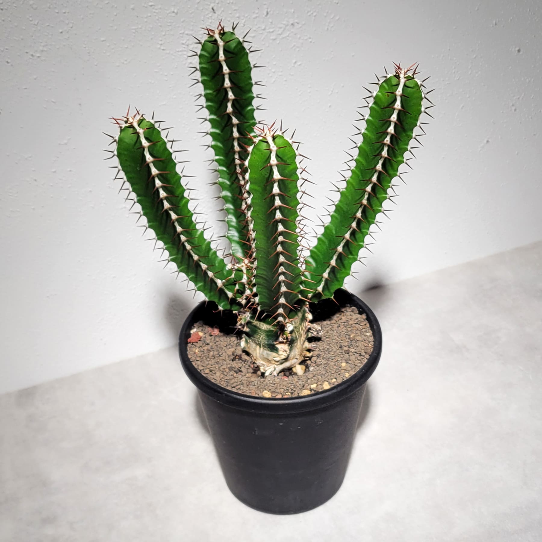 ユーフォルビア ムランジーナ（実生株）101 – linkplants -リンクプランツ-