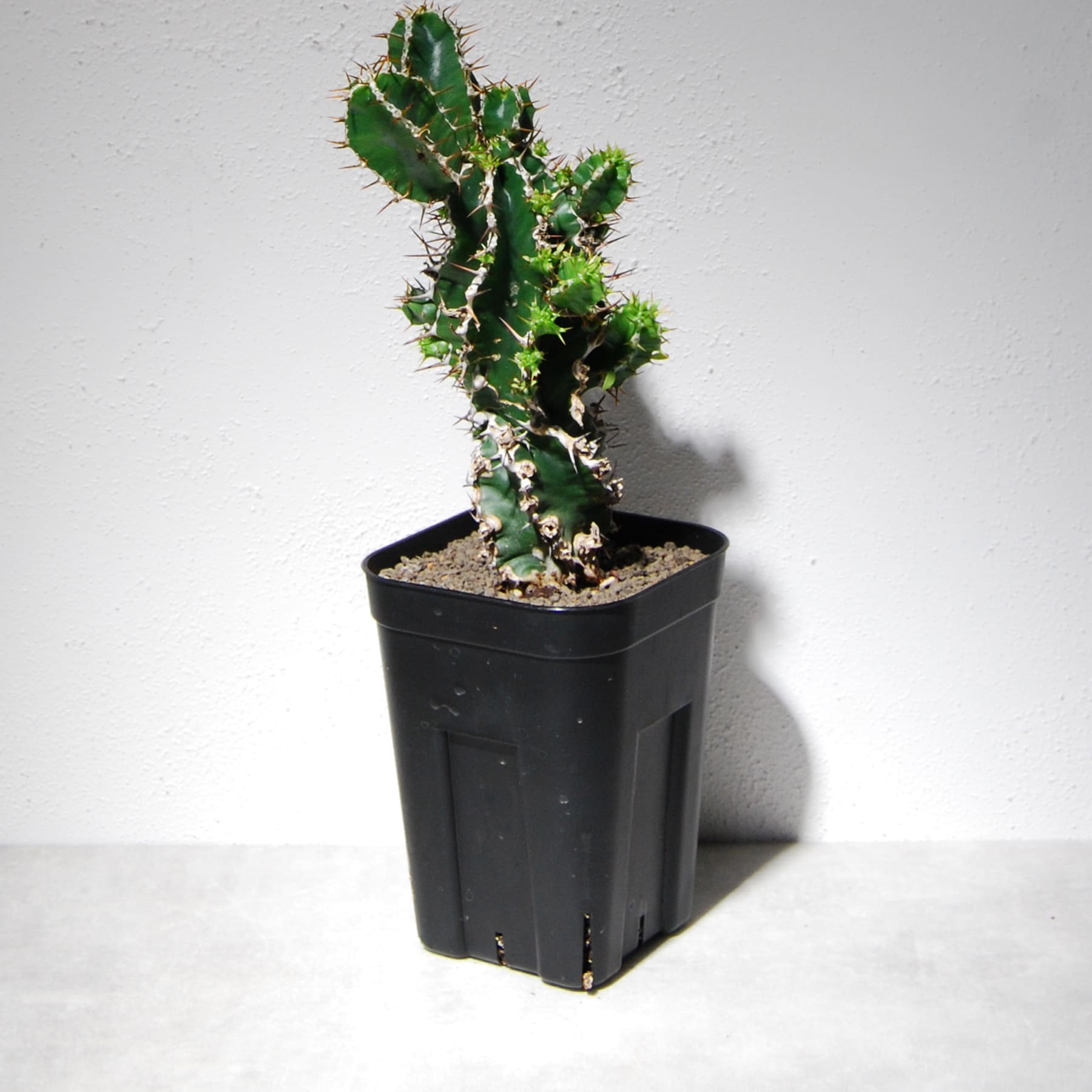 ユーフォルビア ムランジーナ（実生株）102 – linkplants -リンクプランツ-