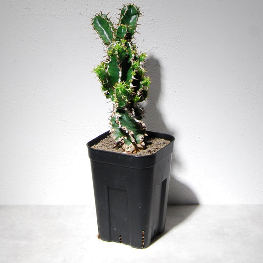 ユーフォルビア ムランジーナ（実生株）102