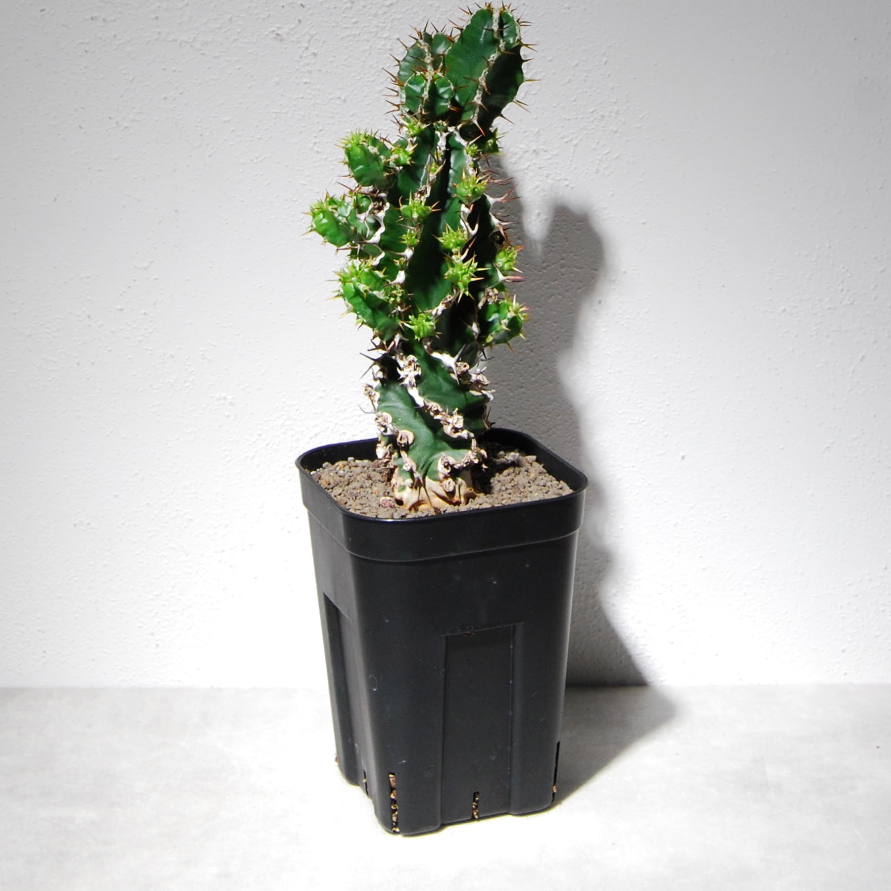 ユーフォルビア ムランジーナ（実生株）102 – linkplants -リンクプランツ-