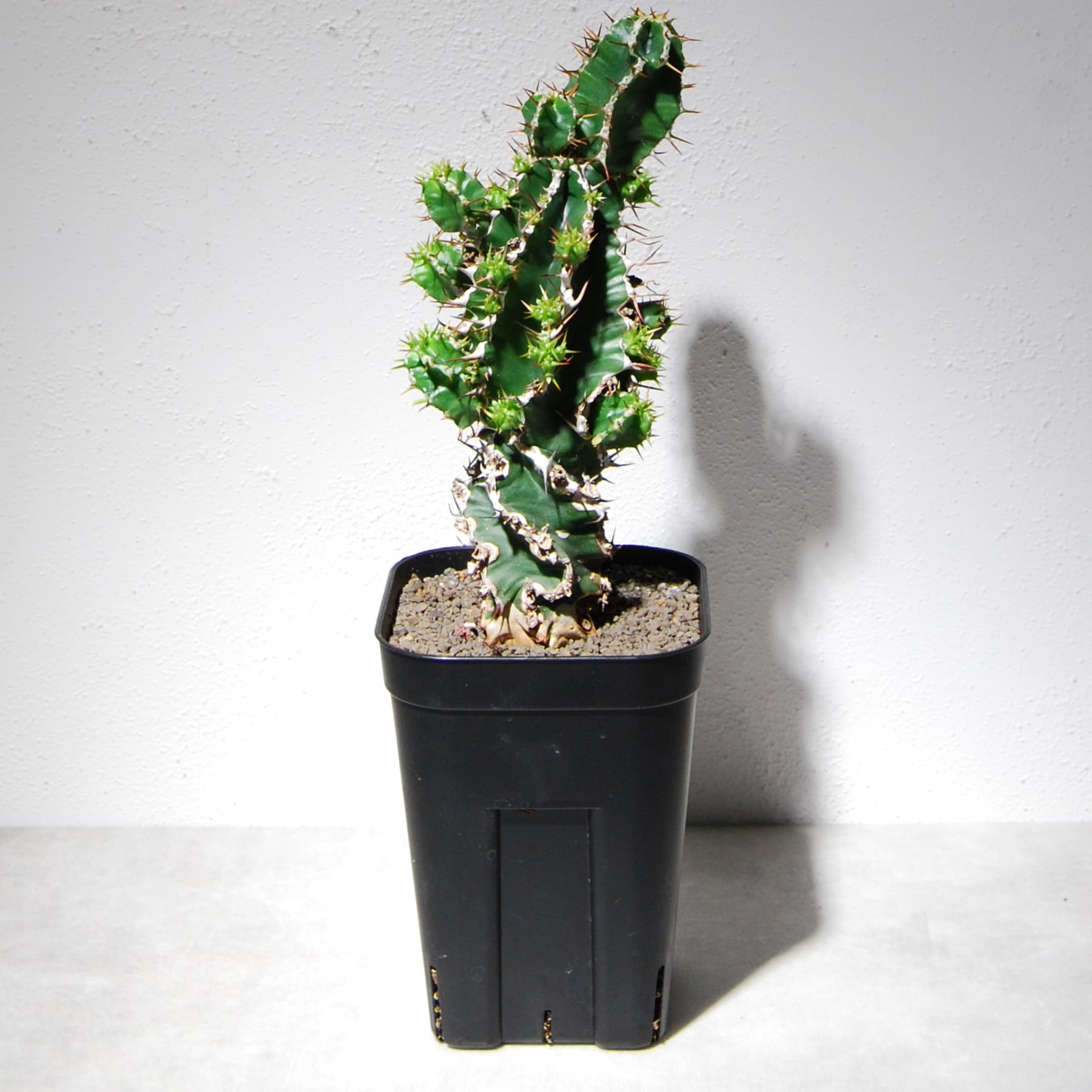 ユーフォルビア ムランジーナ（実生株）102 – linkplants -リンクプランツ-