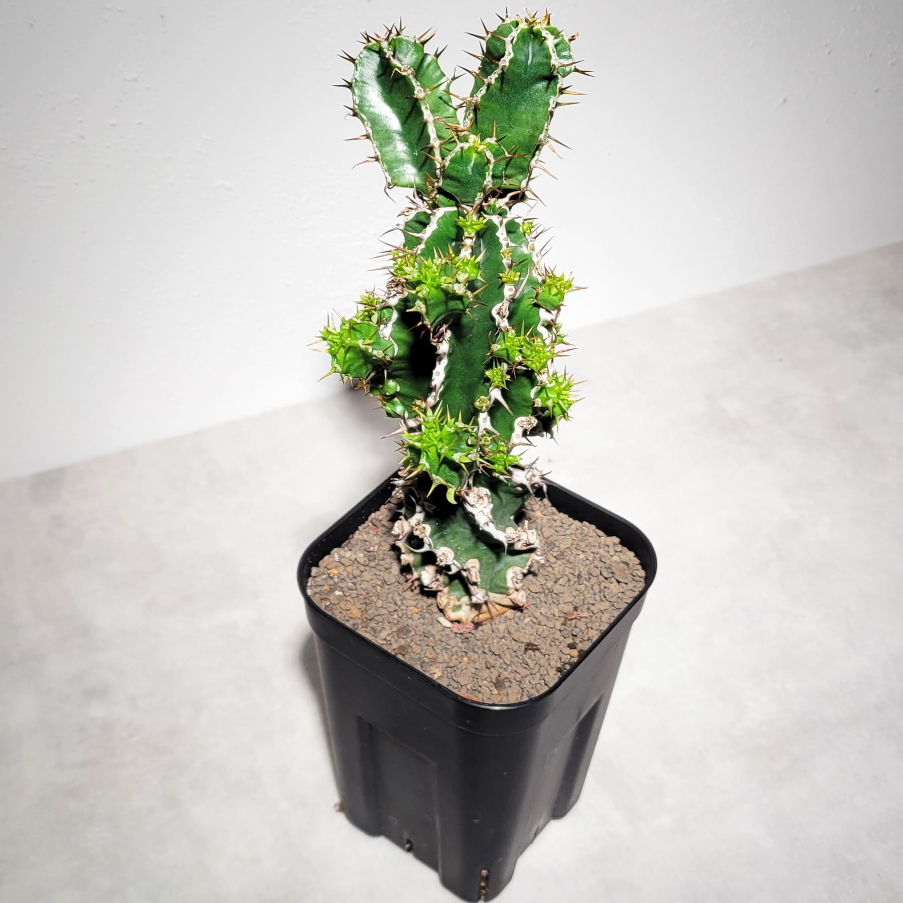 ユーフォルビア ムランジーナ（実生株）102 – linkplants -リンクプランツ-