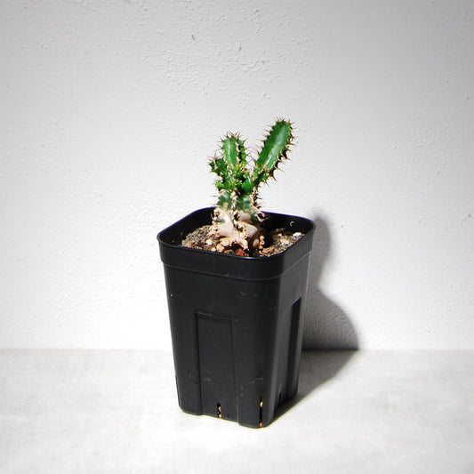 ユーフォルビア ムランジーナ（実生株）103