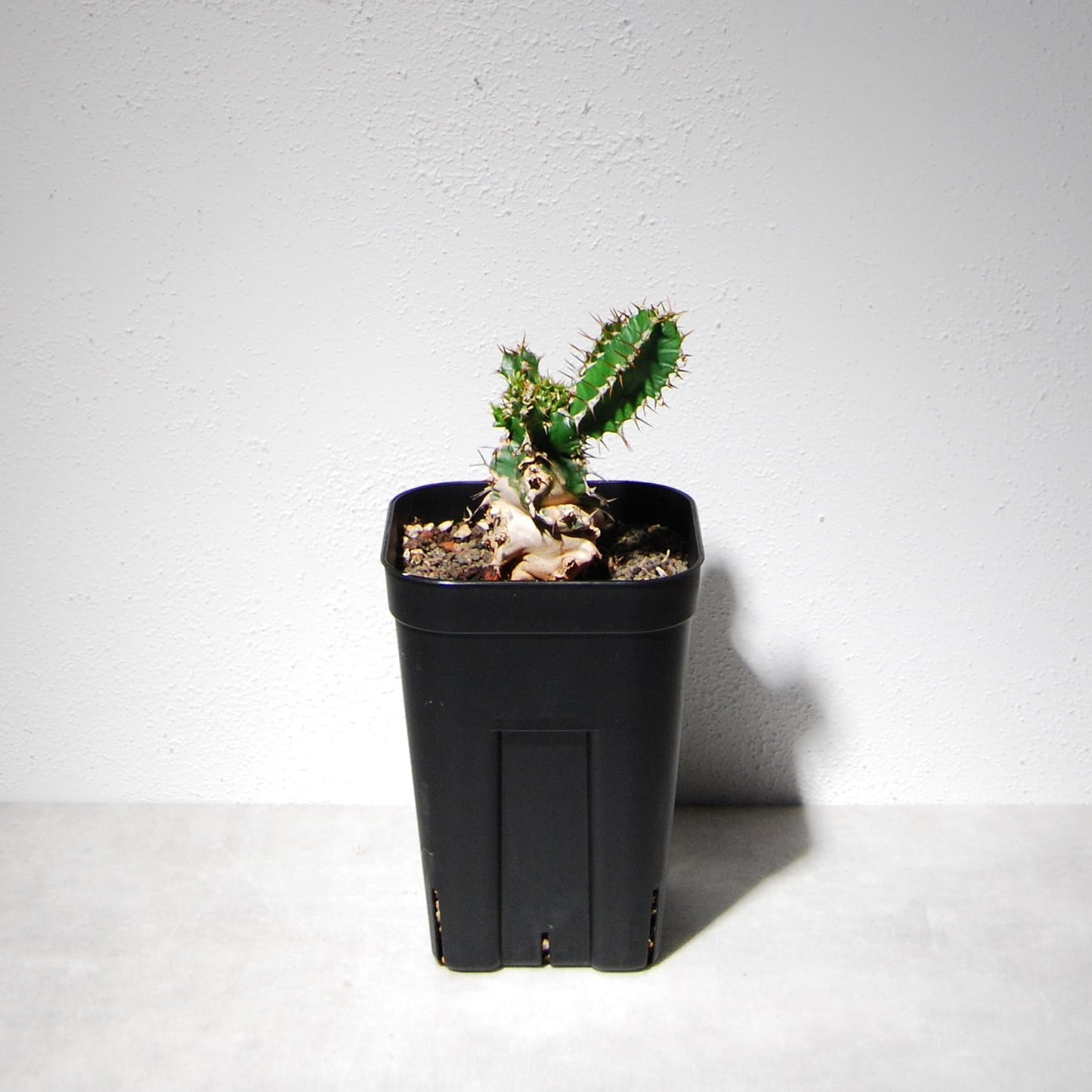 ユーフォルビア ムランジーナ（実生株）103