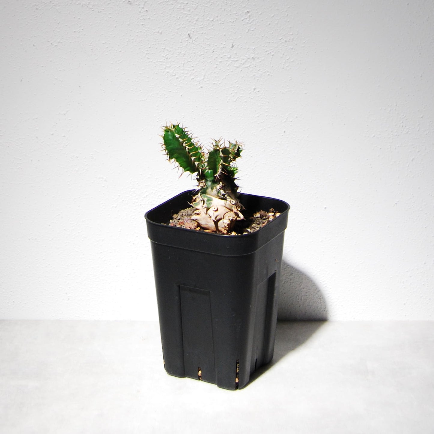 ユーフォルビア ムランジーナ（実生株）103